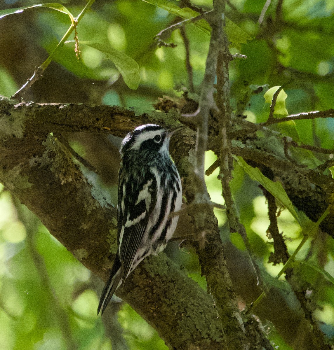 Black-and-white Warbler - ML618084857
