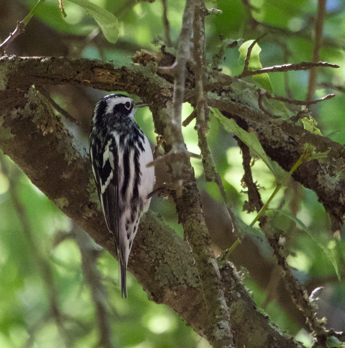 Black-and-white Warbler - ML618084858
