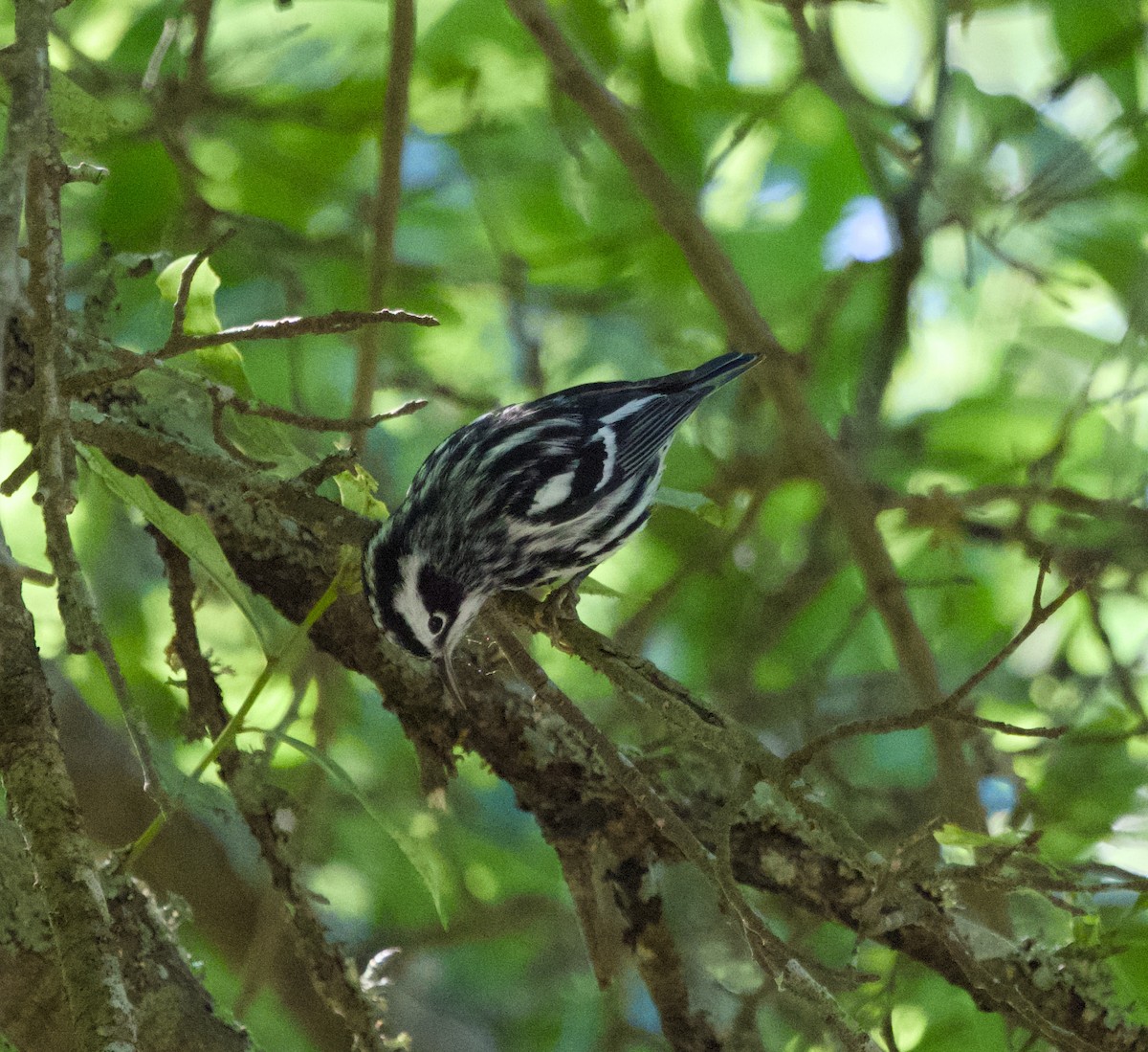 Black-and-white Warbler - ML618084859