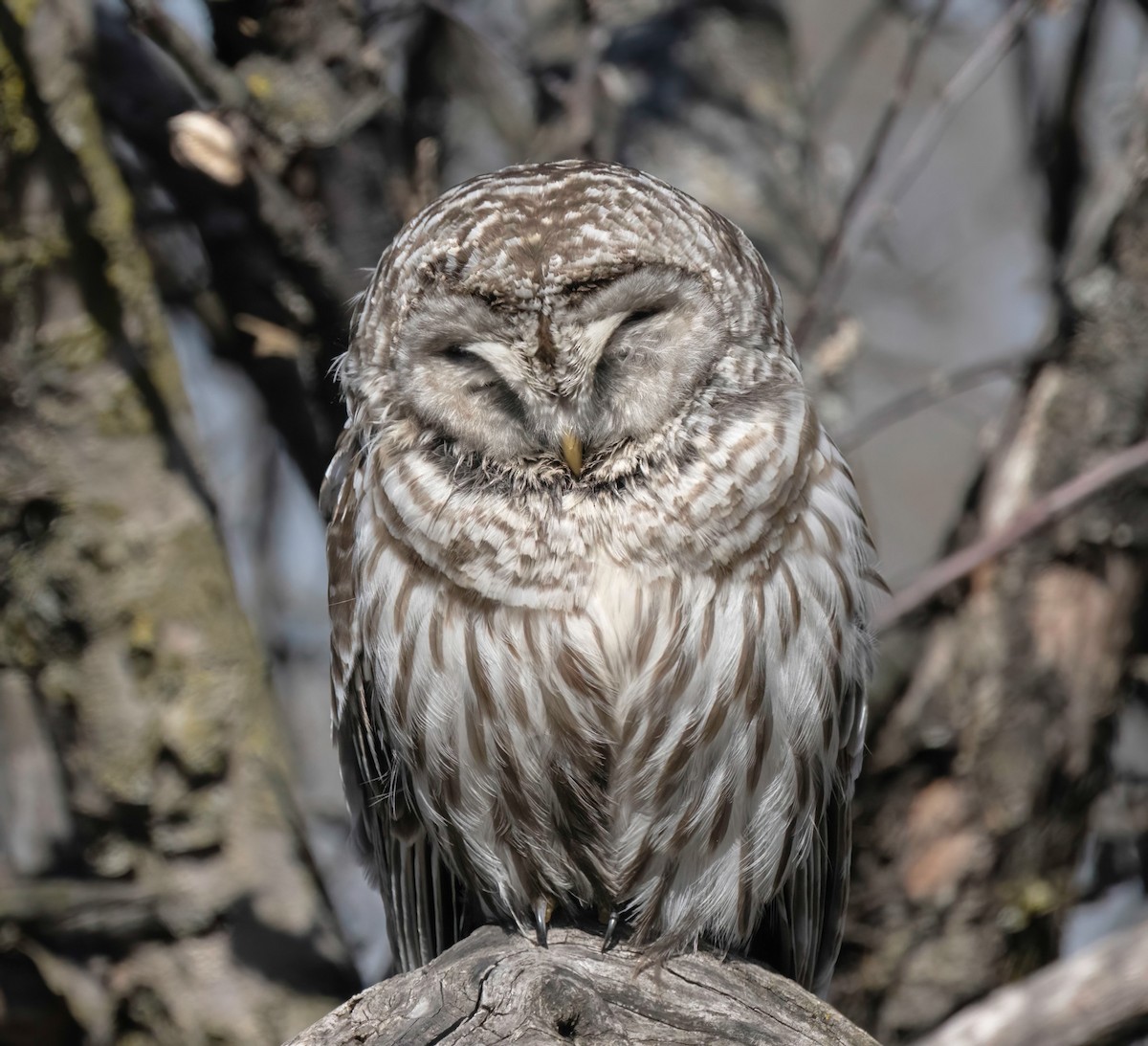 Barred Owl - ML618084866