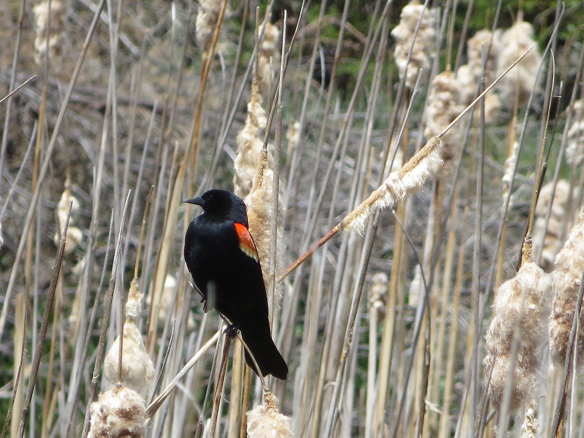 Red-winged Blackbird - Marti Eisentraut