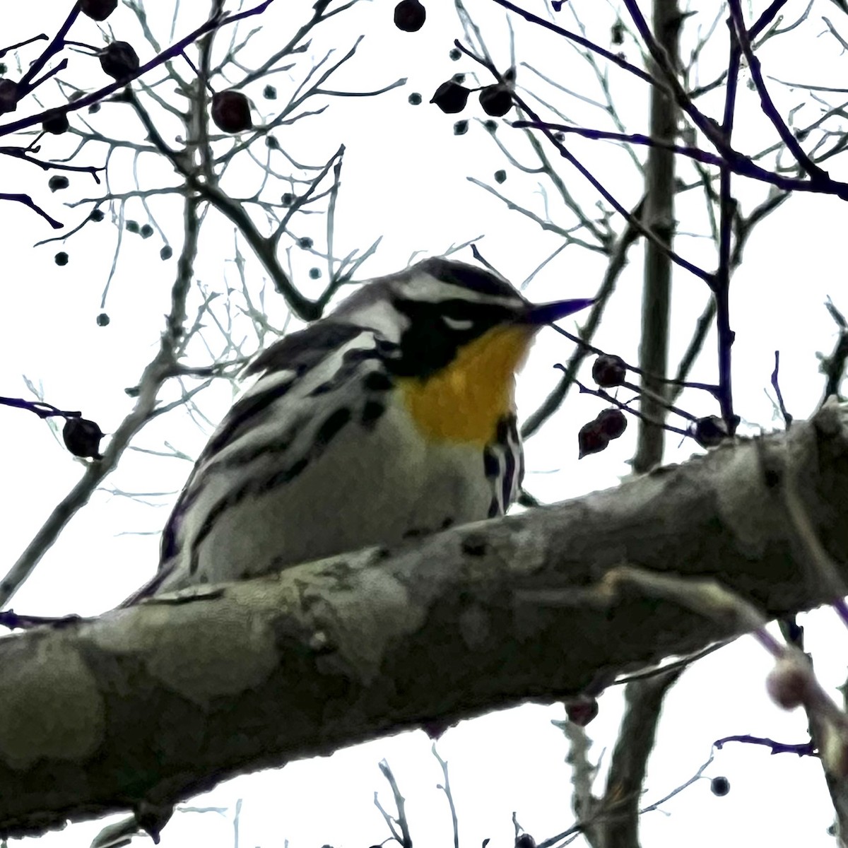 Yellow-throated Warbler - ML618084889