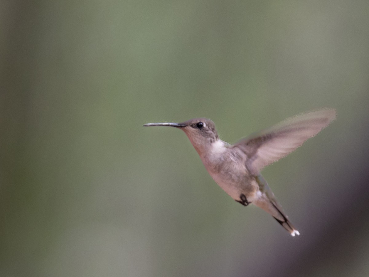 Ruby-throated Hummingbird - Dan Ellison