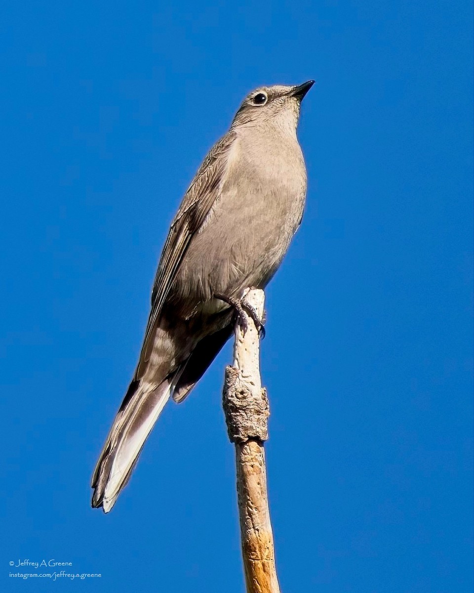 Townsend's Solitaire - ML618084927