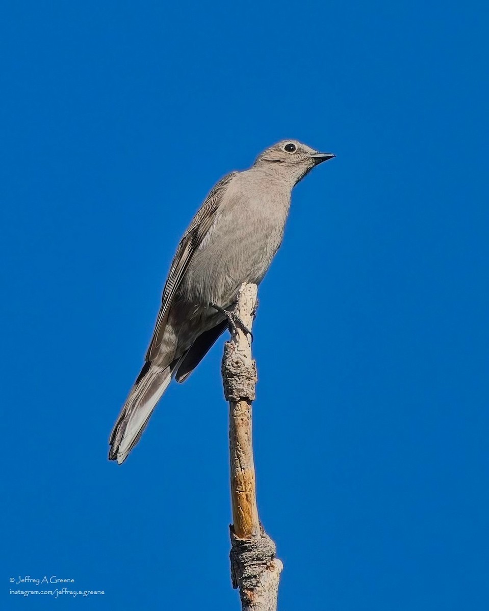 Townsend's Solitaire - ML618084928