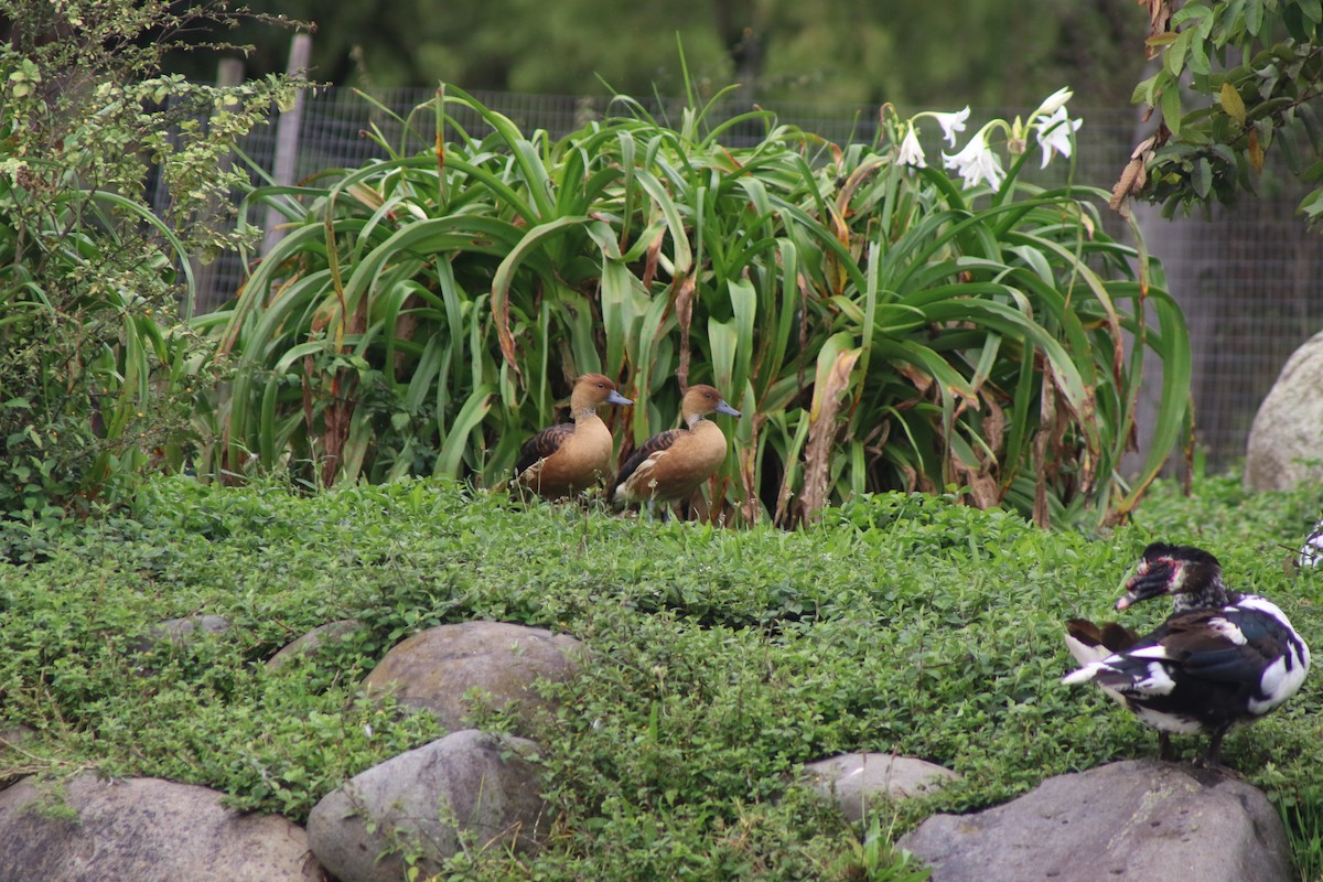 Fulvous Whistling-Duck - ML618084954