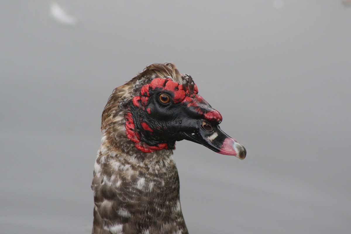 Muscovy Duck (Domestic type) - PAU Cuenca
