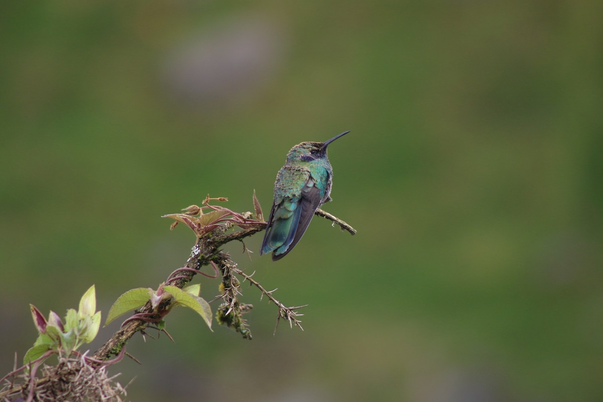 kolibřík modrolící - ML618084969
