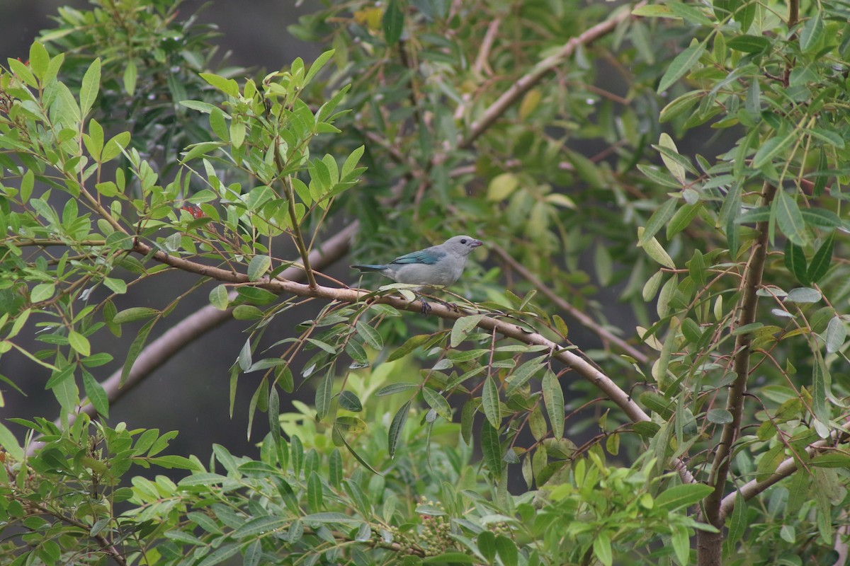 Blue-gray Tanager - ML618084978