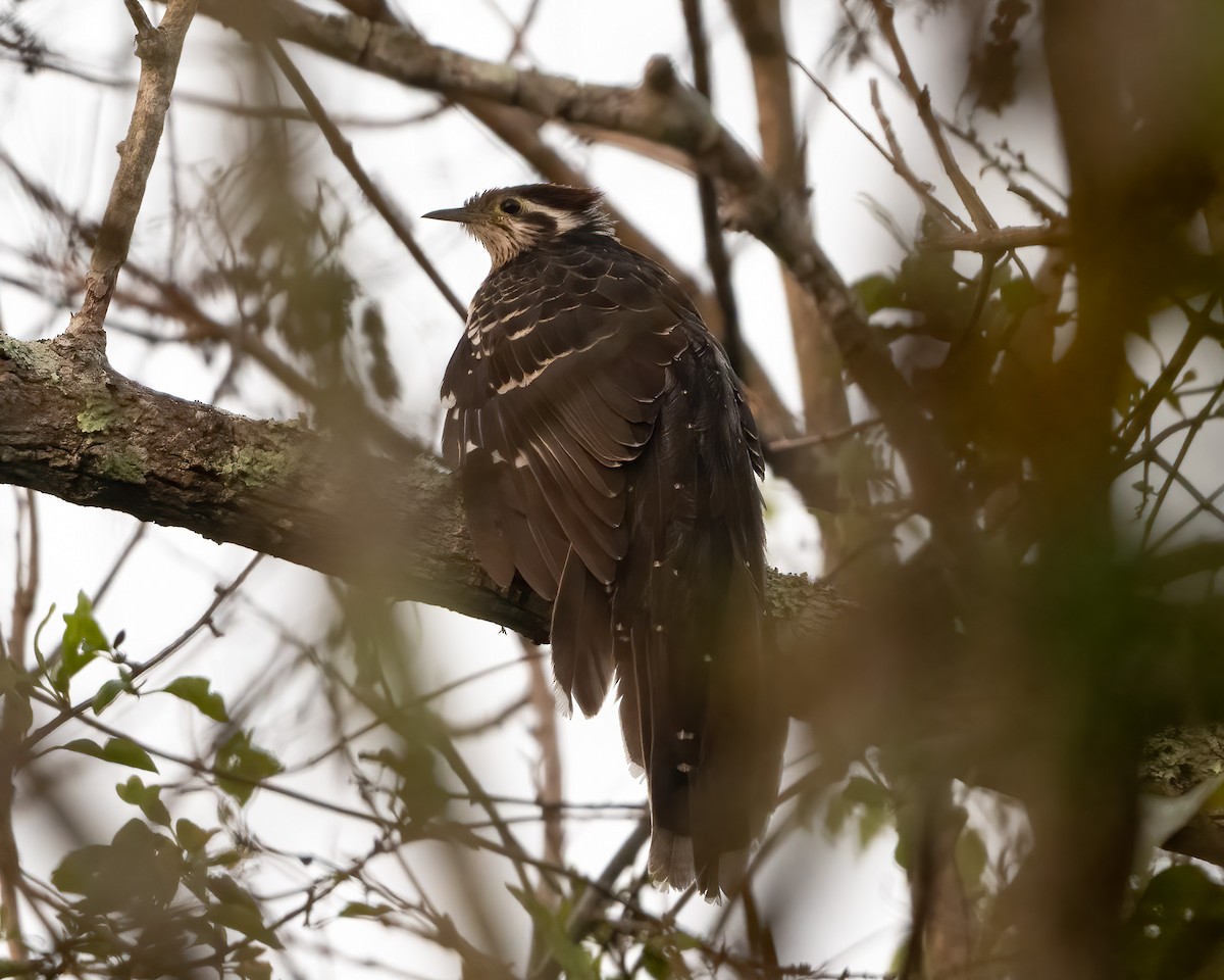 Pheasant Cuckoo - ML618084989