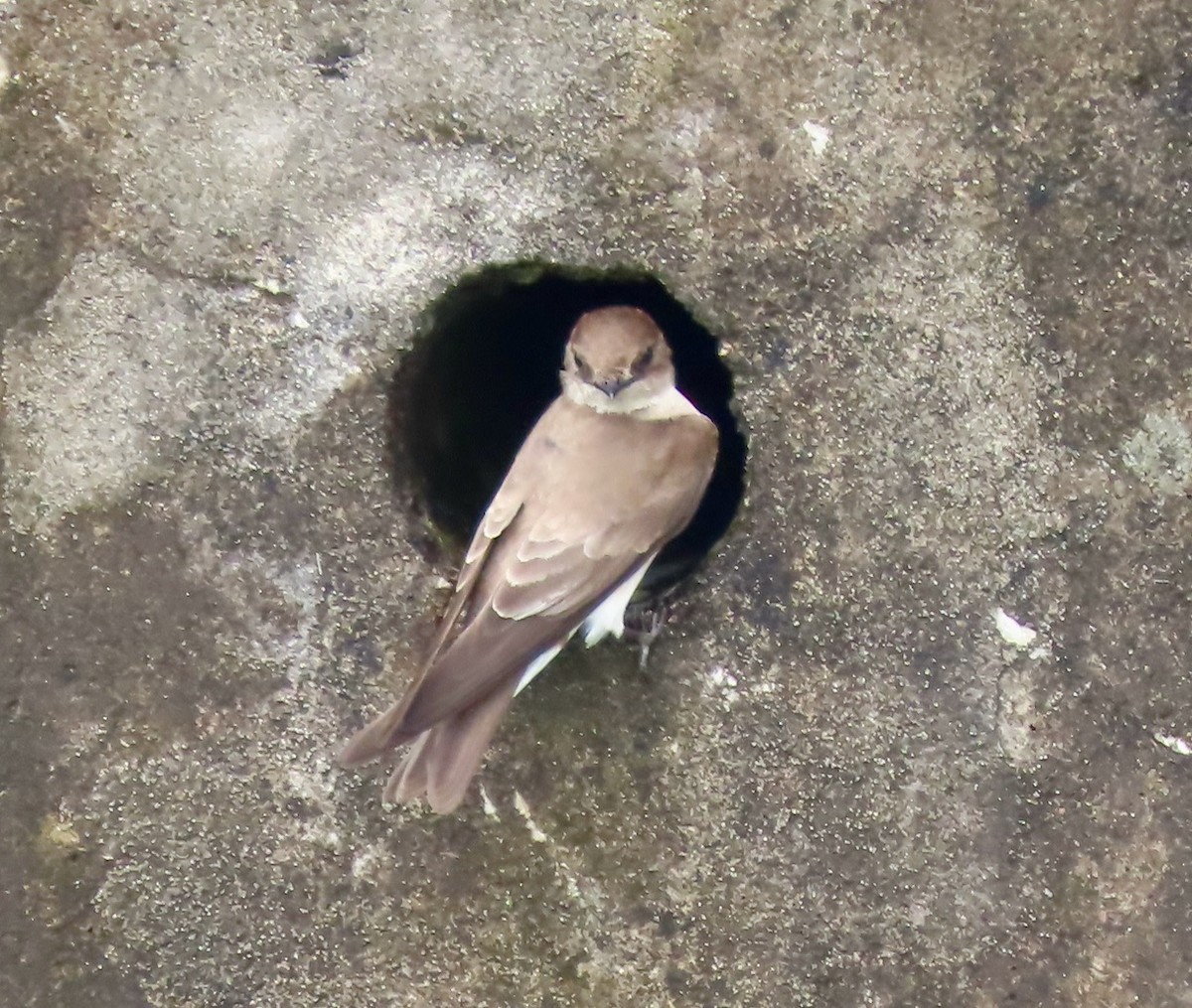 Northern Rough-winged Swallow - ML618084996