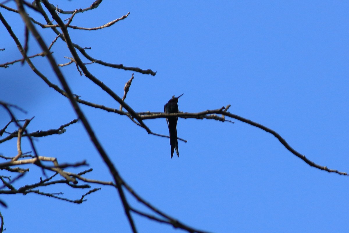 Swallow-tailed Hummingbird - Guilherme Maluf