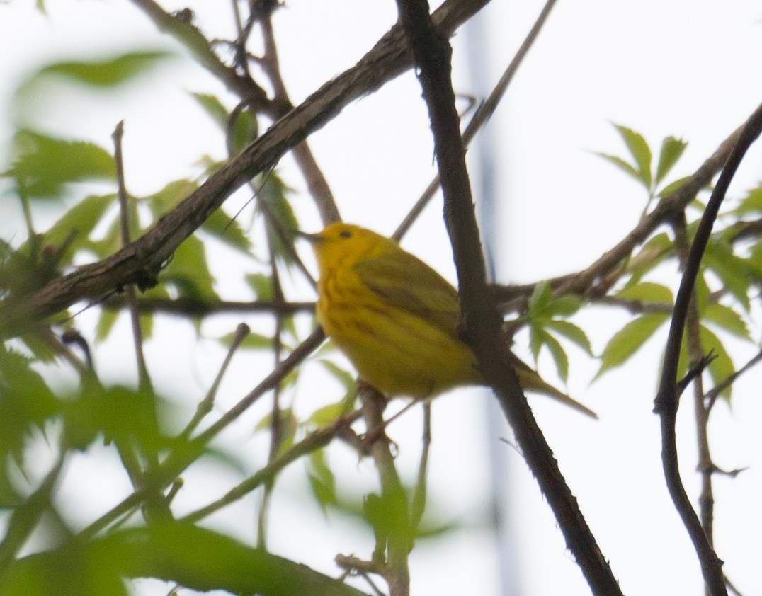 Yellow Warbler - Kevin Gong