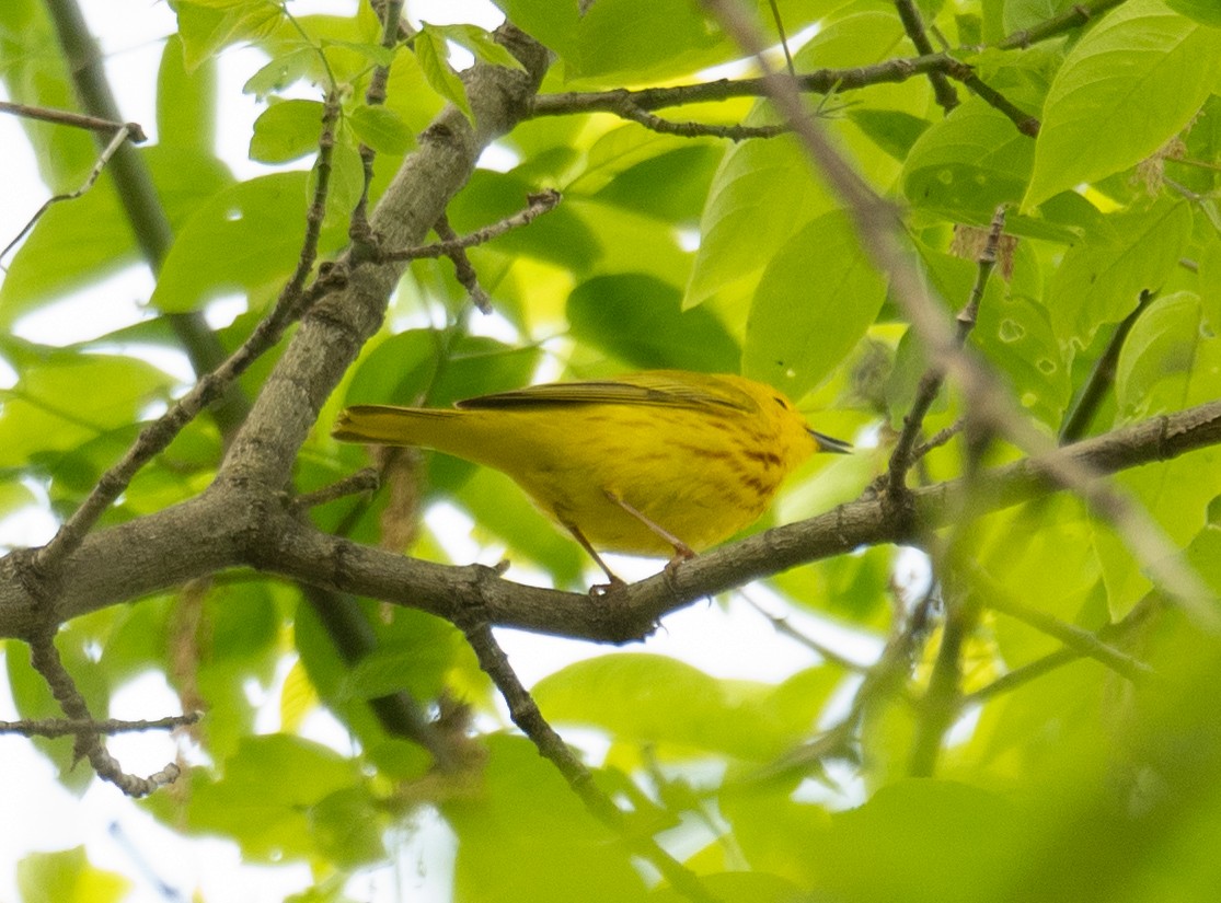 Yellow Warbler - Kevin Gong