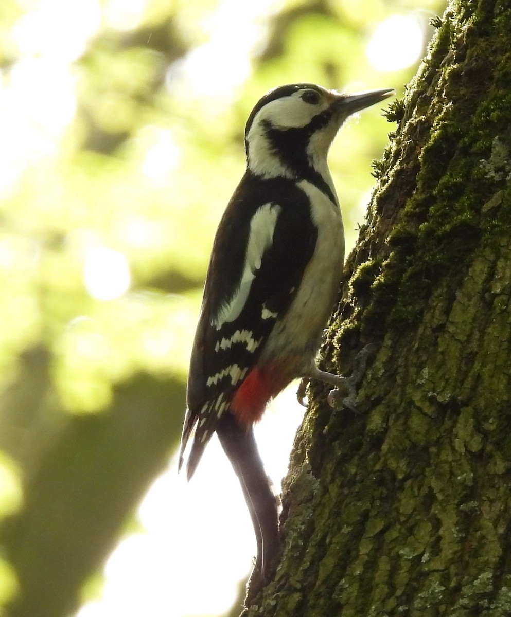 Great Spotted Woodpecker - ML618085044