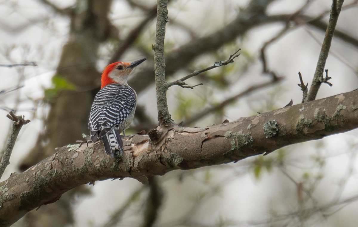 Red-bellied Woodpecker - ML618085073