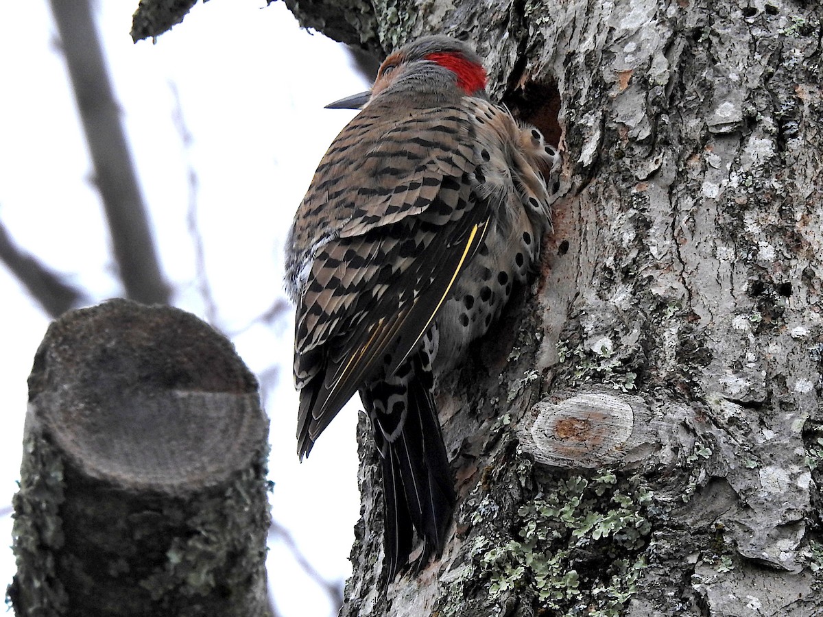 Northern Flicker (Yellow-shafted) - ML618085074