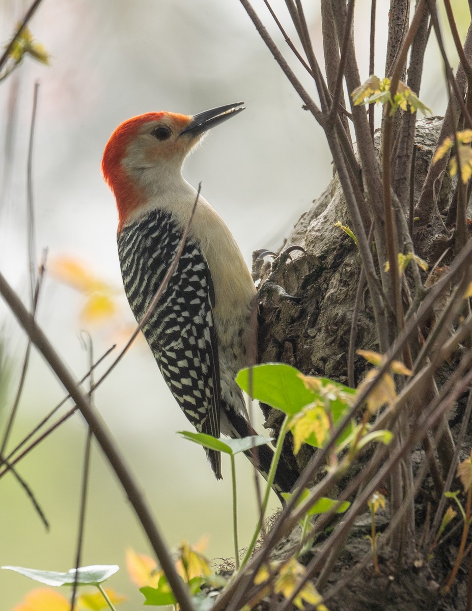 Red-bellied Woodpecker - ML618085096