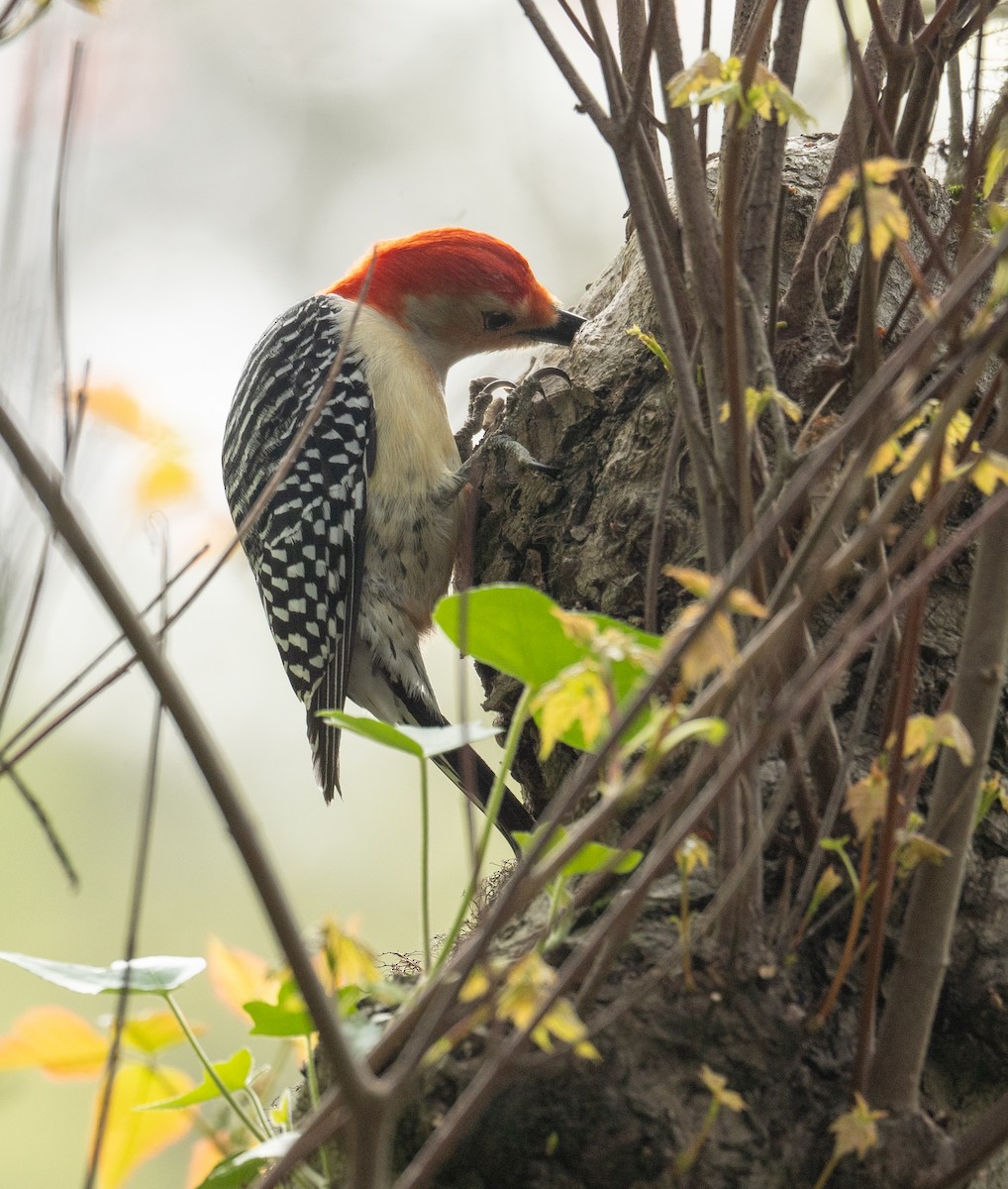Red-bellied Woodpecker - Kevin Gong