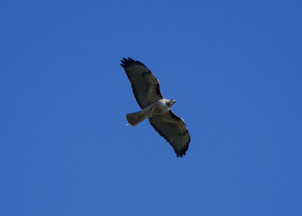 Red-tailed Hawk - ML618085101