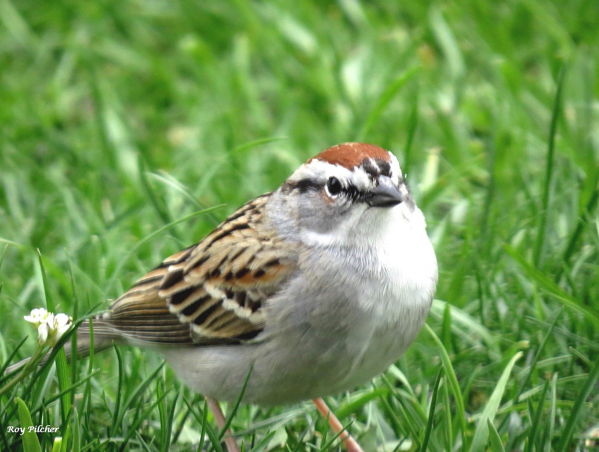 Chipping Sparrow - ML618085106