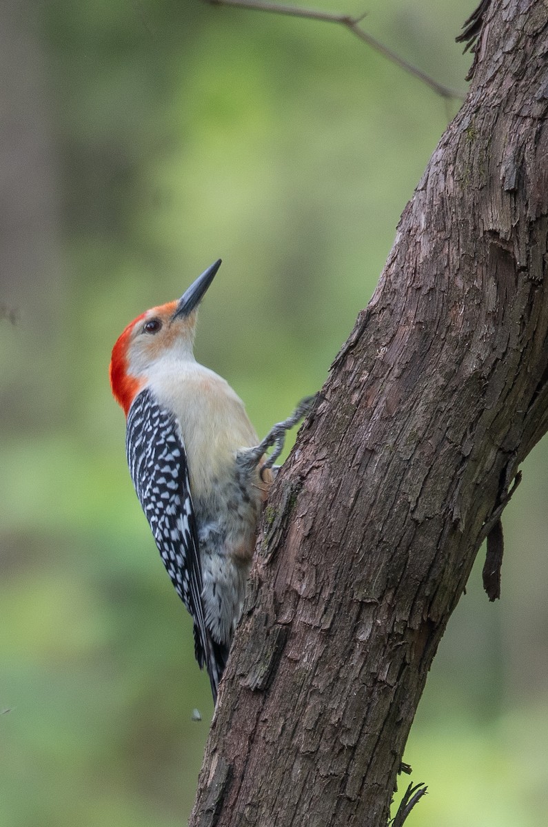 Red-bellied Woodpecker - ML618085118
