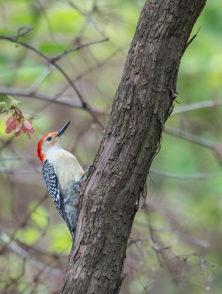Red-bellied Woodpecker - ML618085141