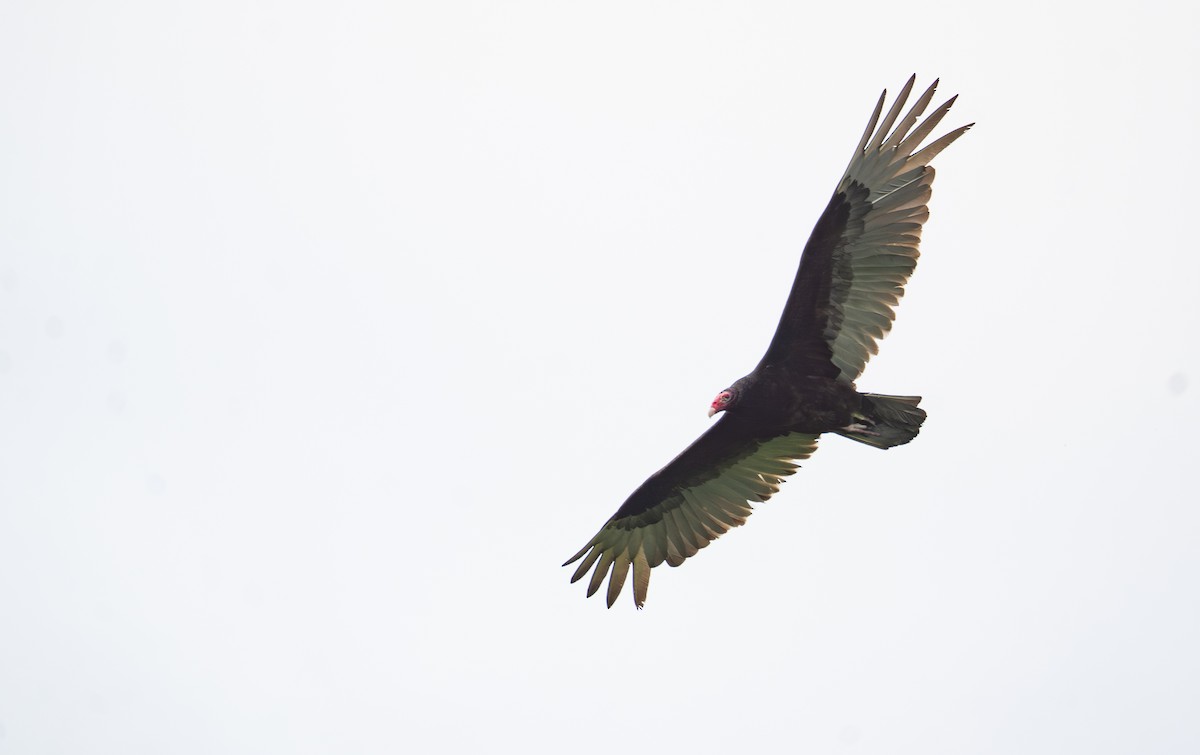 Turkey Vulture - ML618085162