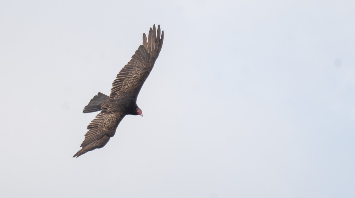 Turkey Vulture - Kevin Gong
