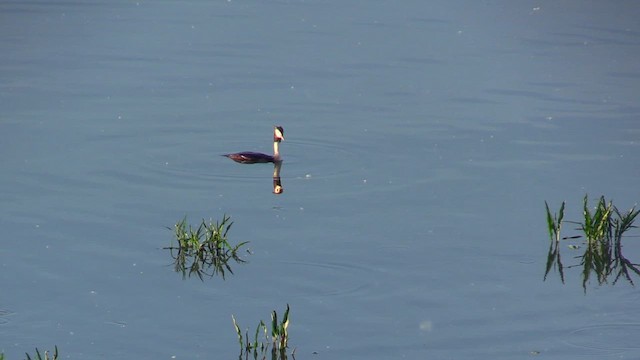 Great Crested Grebe - ML618085170