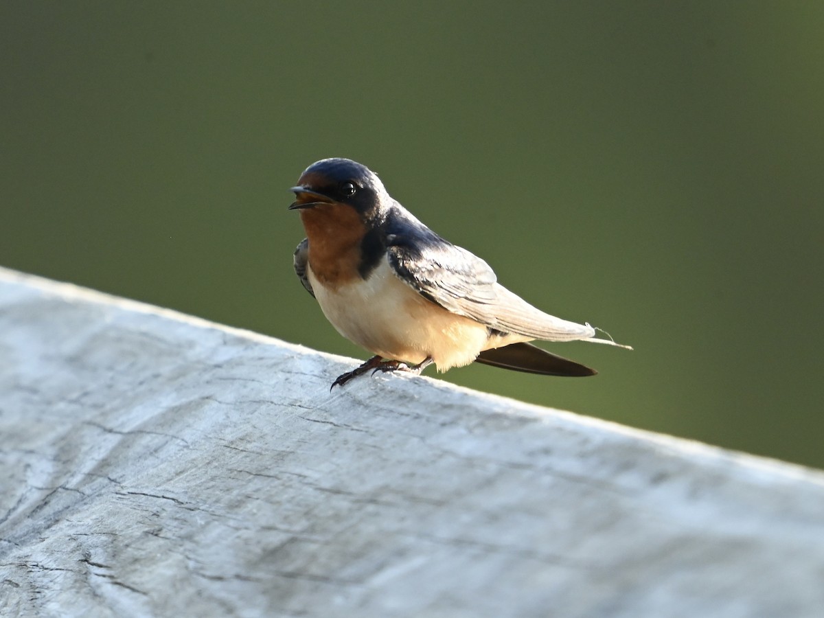 Barn Swallow - ML618085173