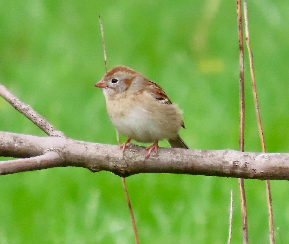 Field Sparrow - Randy Shonkwiler