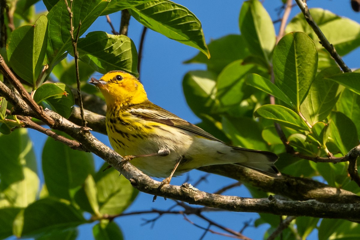 Cape May Warbler - ML618085180