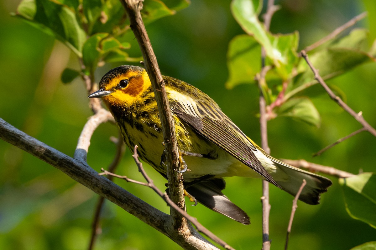 Cape May Warbler - ML618085181