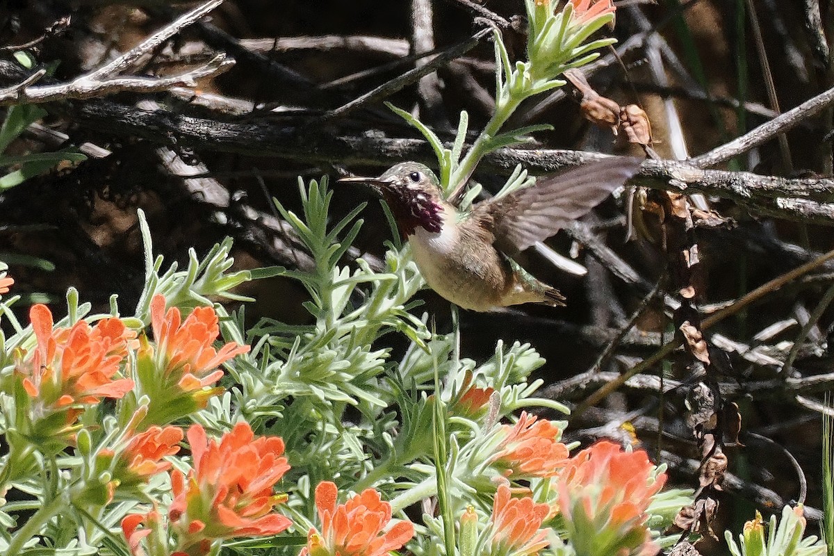 Calliope Hummingbird - Donna Pomeroy