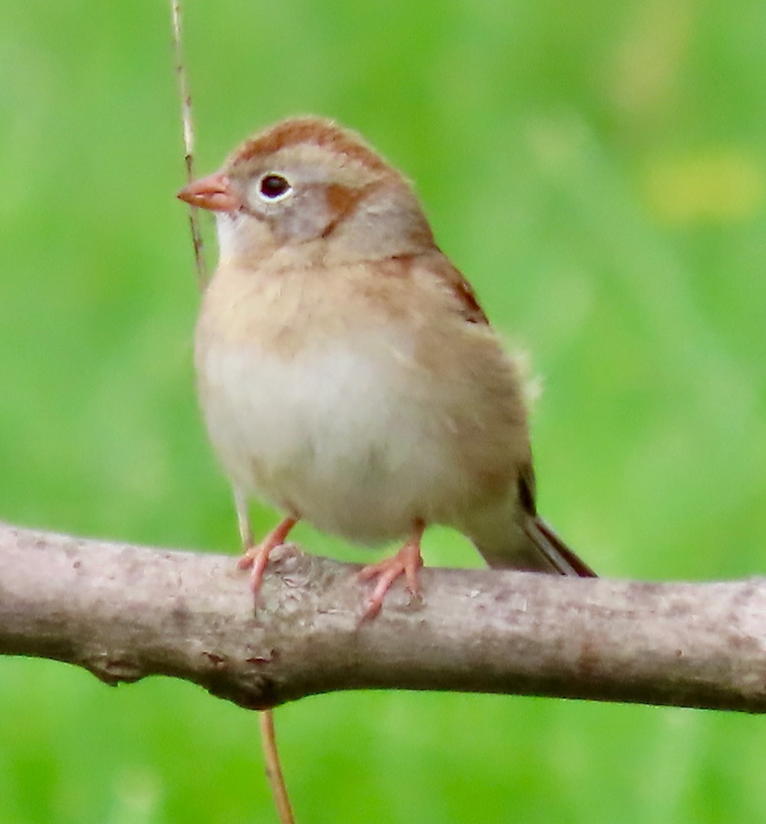 Field Sparrow - ML618085188