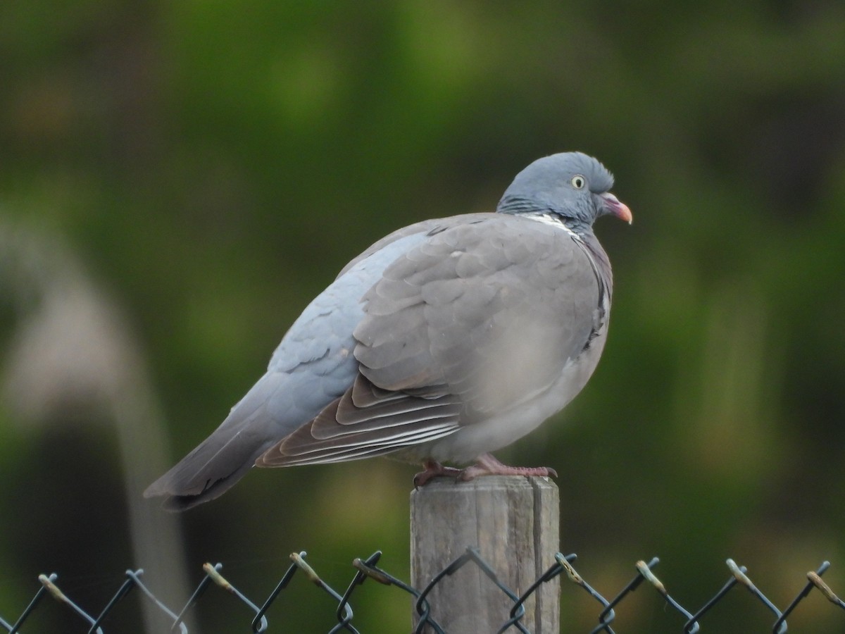 Common Wood-Pigeon - ML618085192