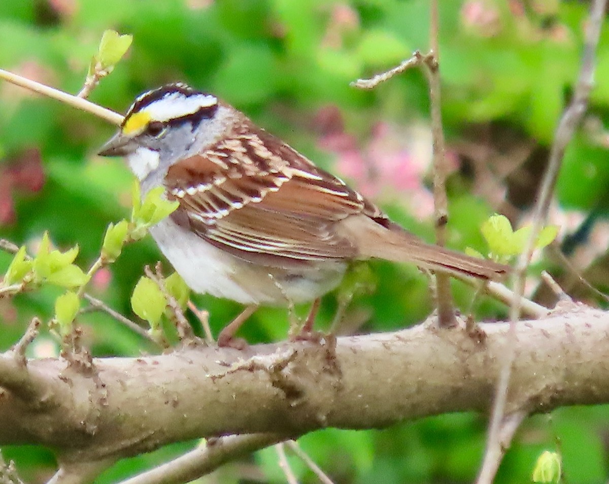 White-throated Sparrow - Randy Shonkwiler