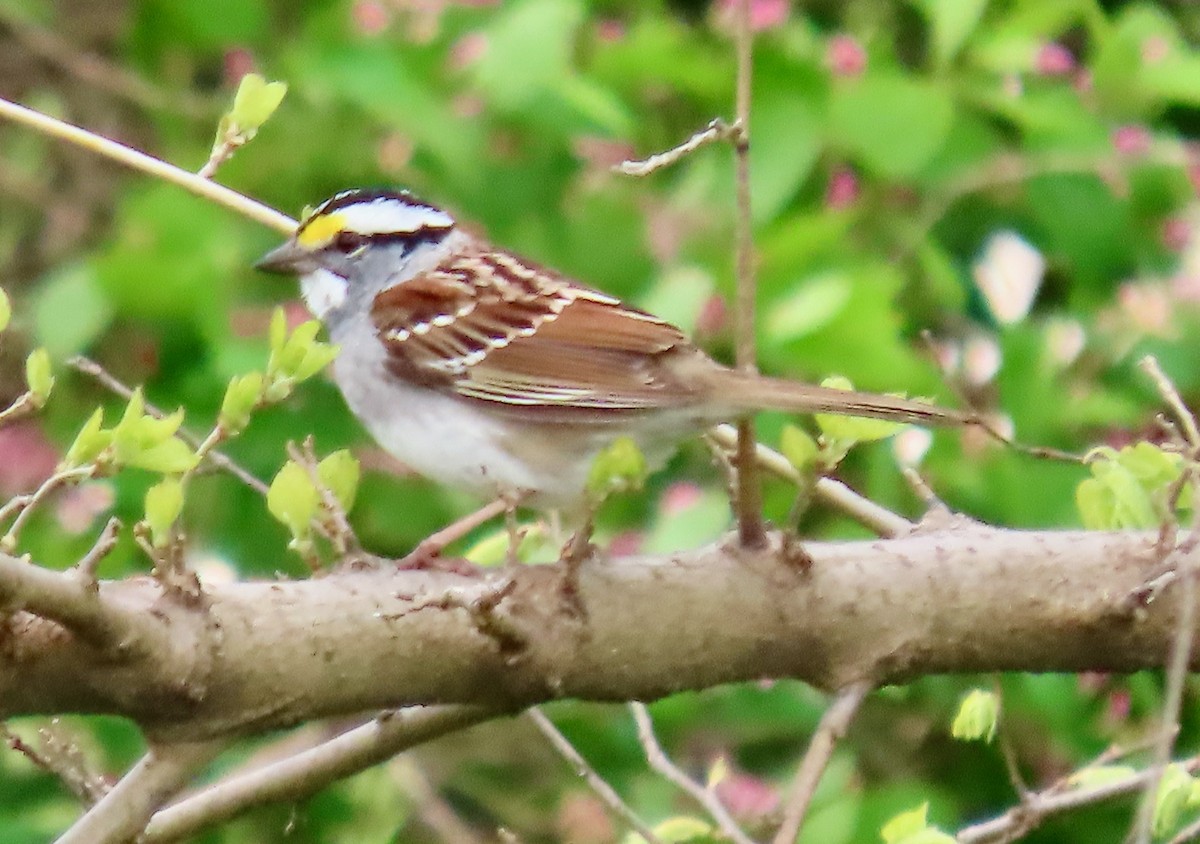 White-throated Sparrow - Randy Shonkwiler