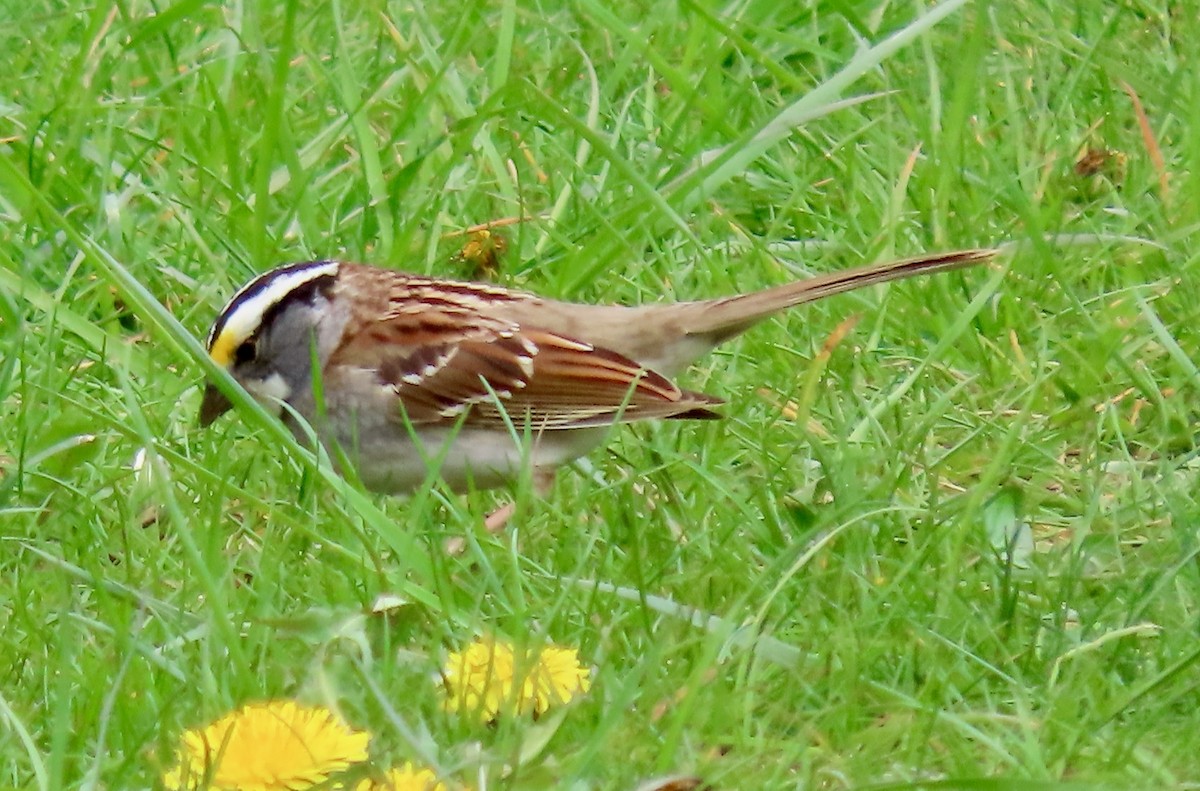 White-throated Sparrow - ML618085218