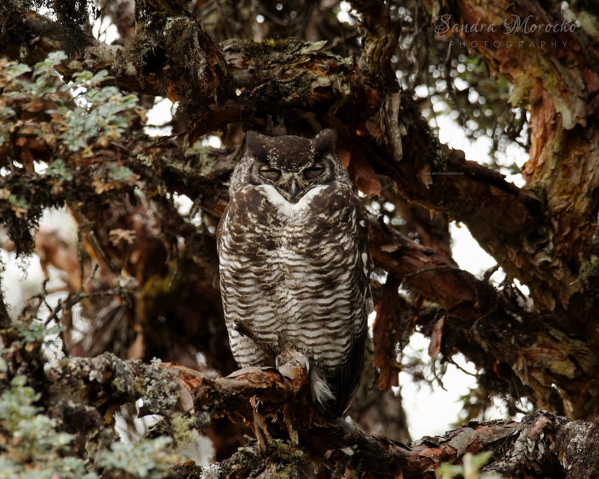 Great Horned Owl - Sandra Morocho