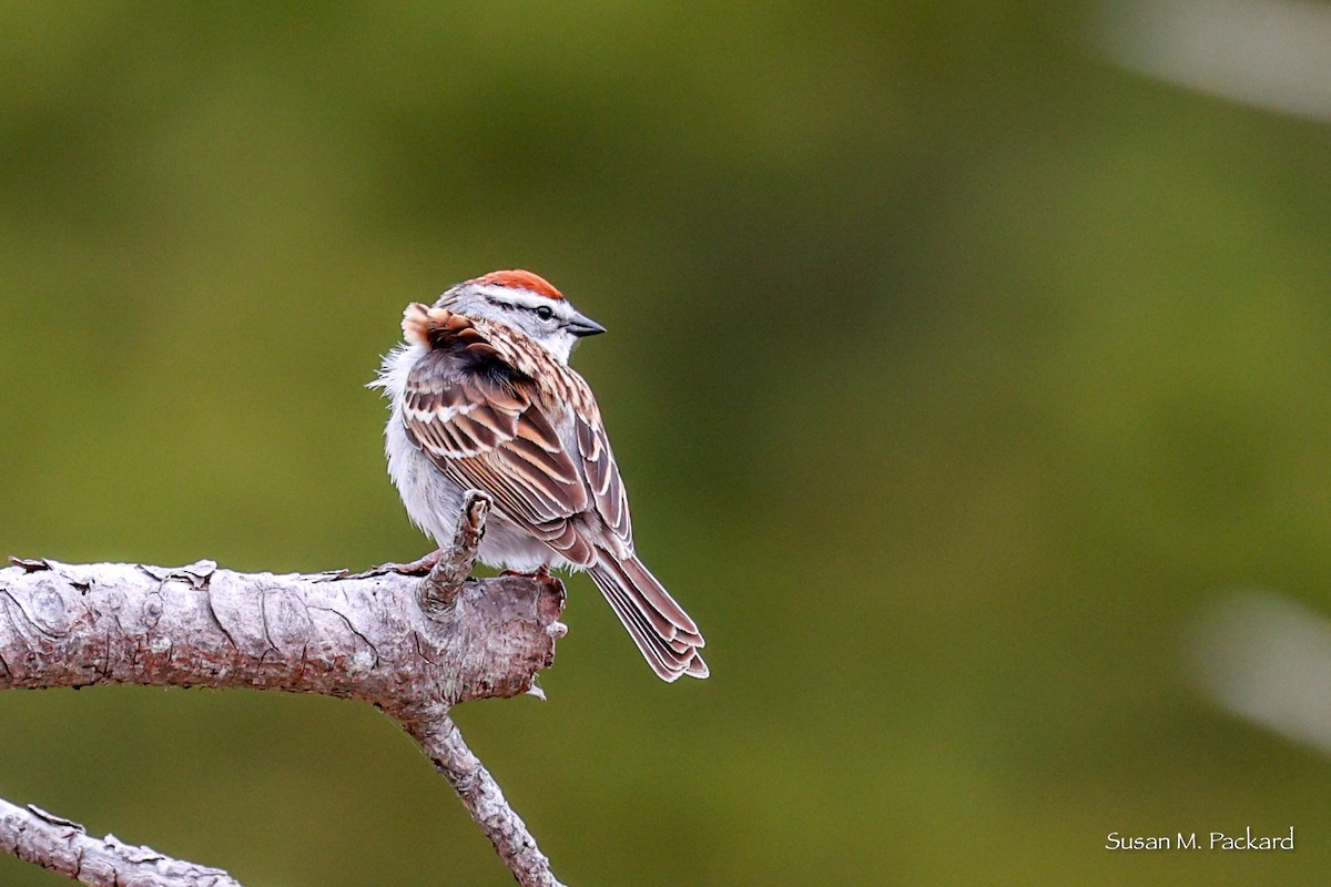 Chipping Sparrow - ML618085304