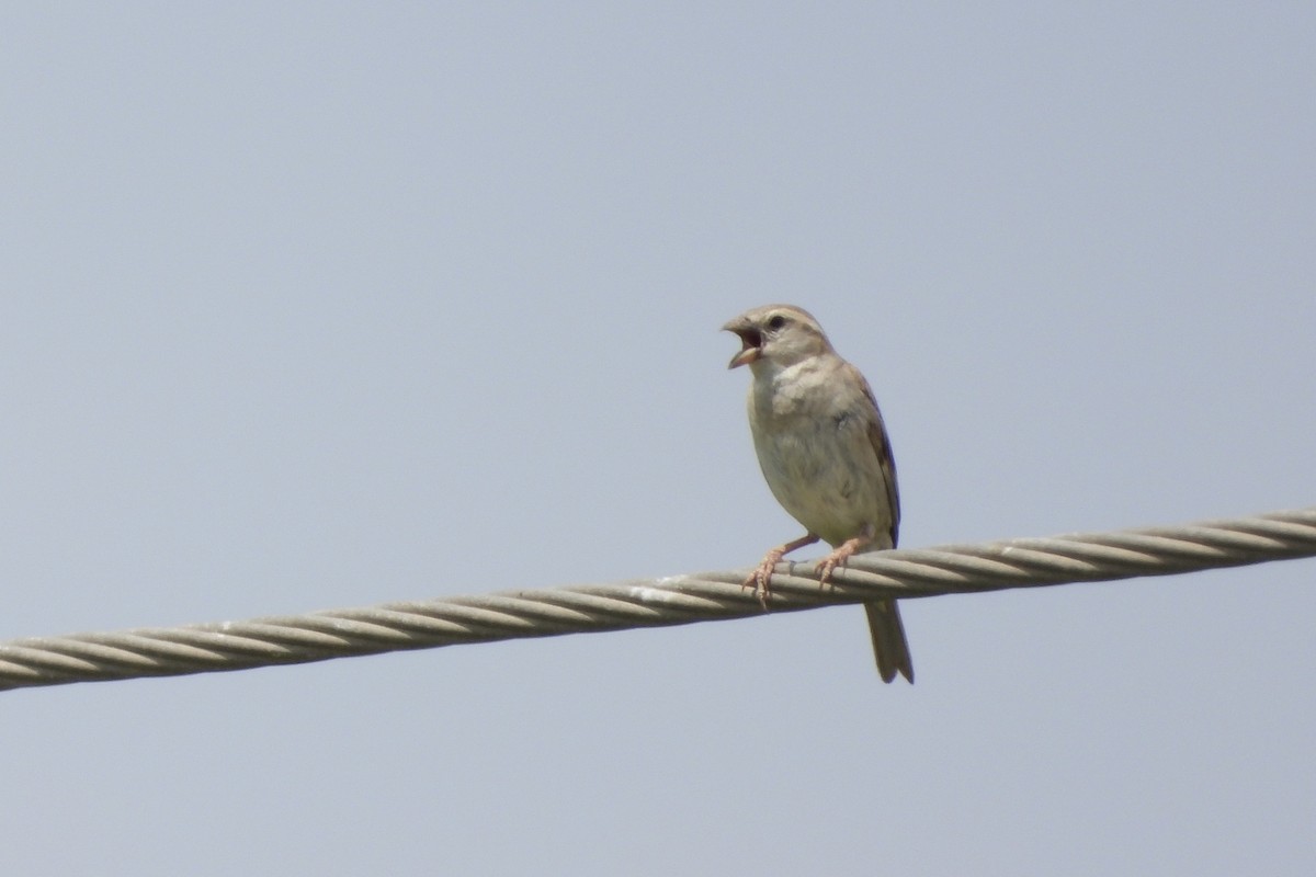 Spanish Sparrow - ML618085345