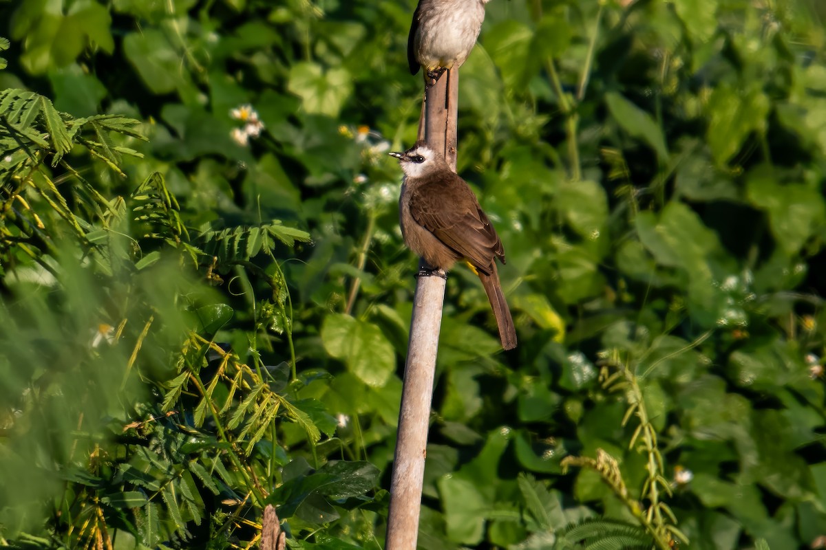 Yellow-vented Bulbul - Dominic More O’Ferrall
