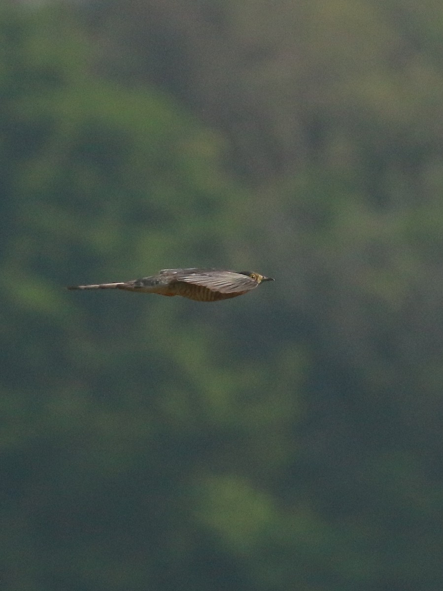 Common Hawk-Cuckoo - shino jacob koottanad