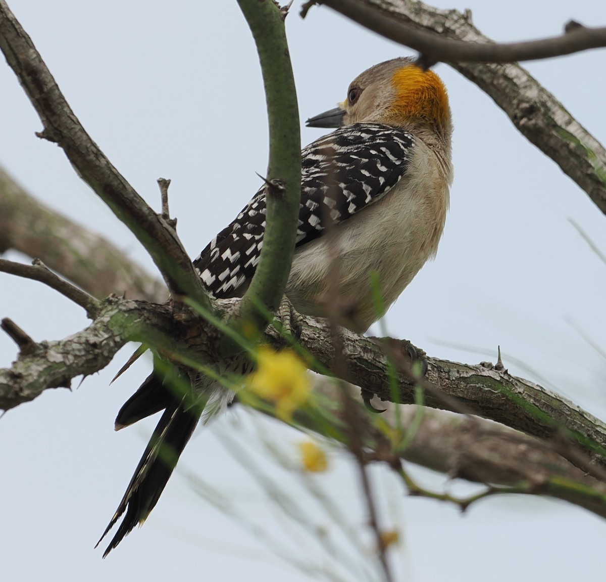 Golden-fronted Woodpecker - ML618085435