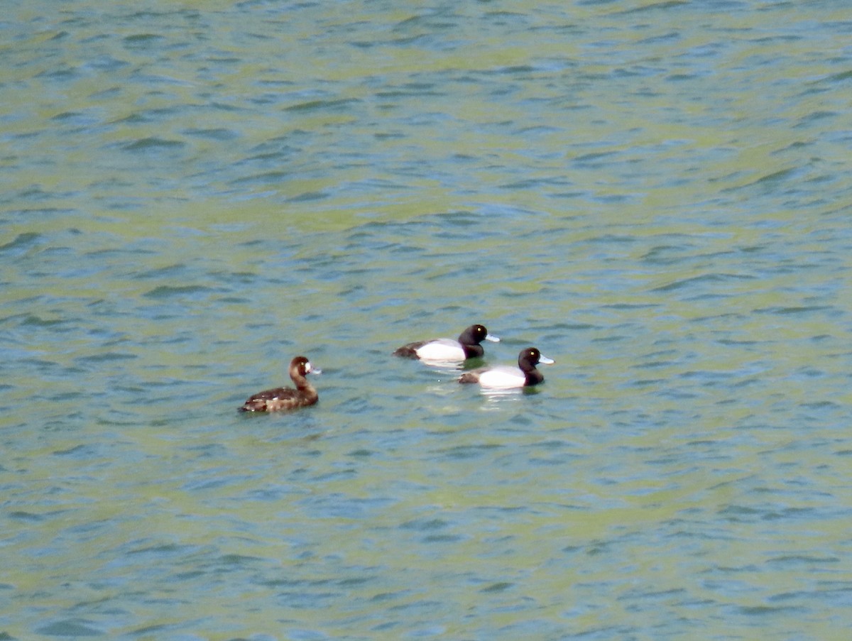 Greater Scaup - ML618085493