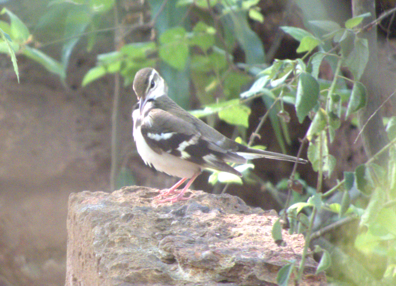 Forest Wagtail - Indrajit Poirah