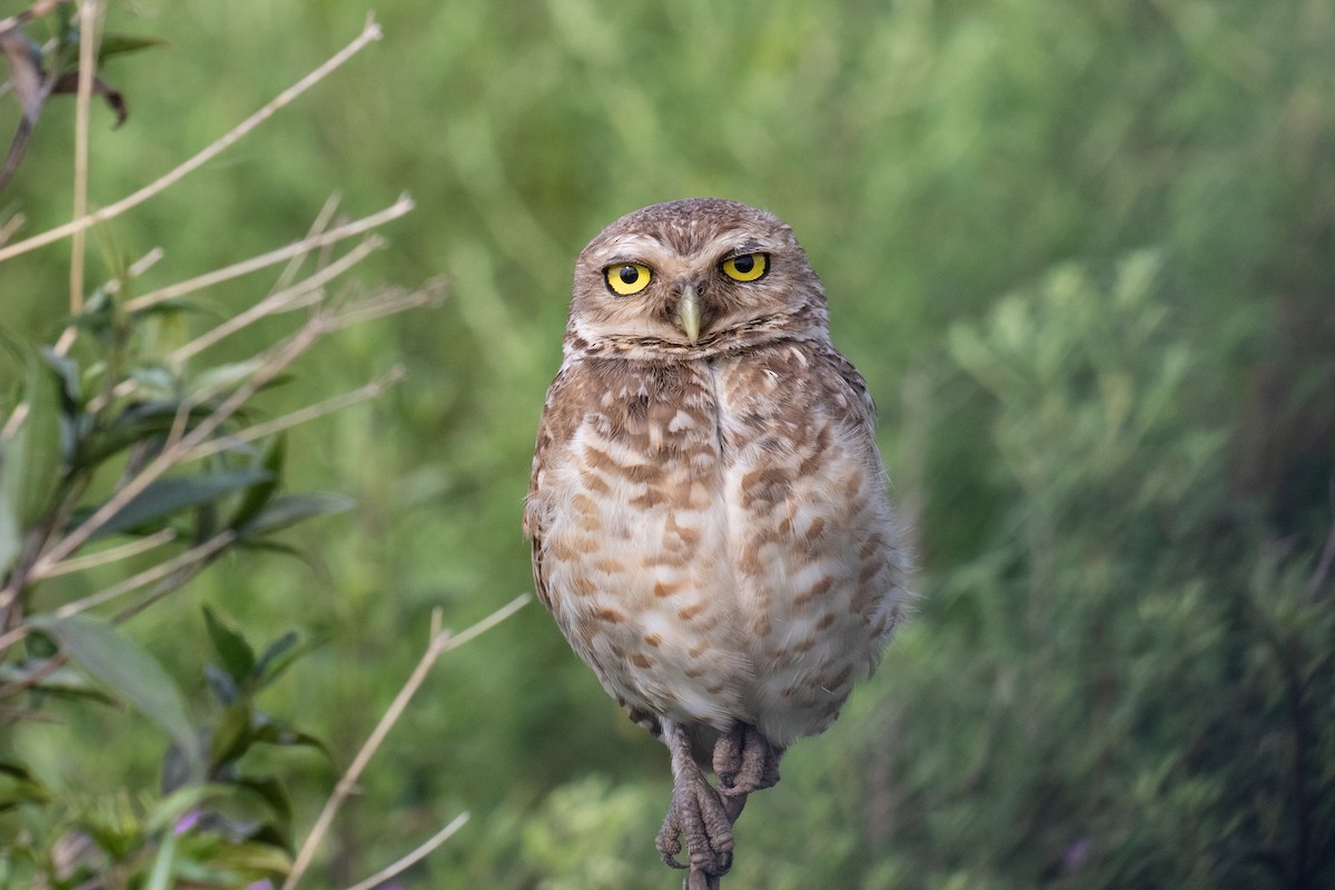 Burrowing Owl - Miranda Collett