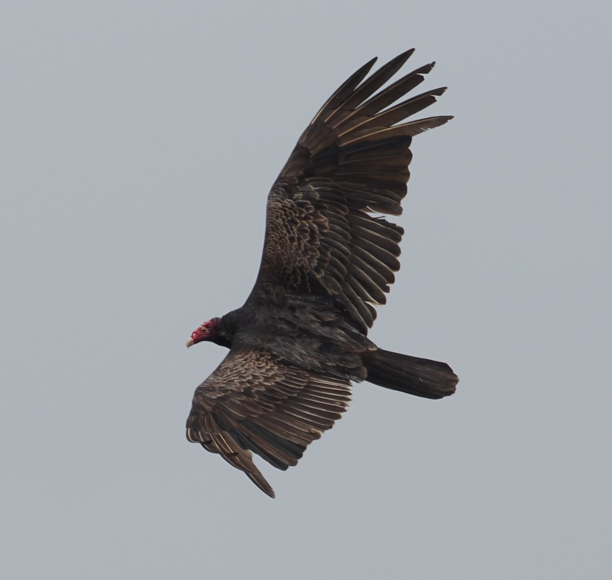 Turkey Vulture - ML618085510